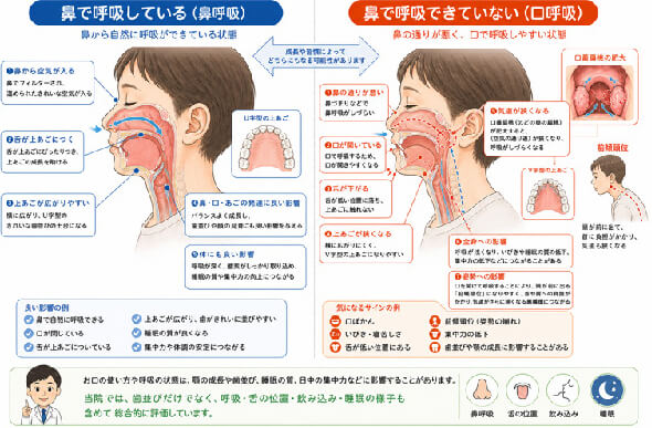 鼻呼吸と口呼吸の比較